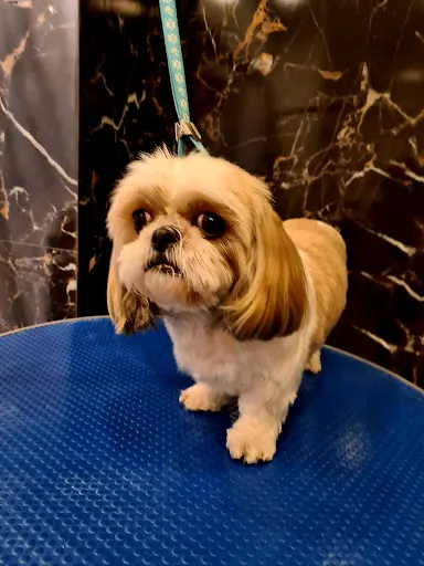 Fryzjer dla Psów i Kotów Pet Grooming Adrianna Czarnecka Szczawno-Zdrój Wałbrzych